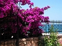 0337 plataria